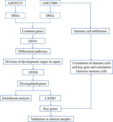 Classification of subtypes and identification of dysregulated genes in sepsis